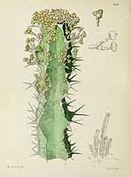 no HD illustration available (5) 