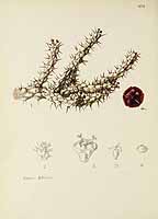 no HD illustration available (5) 