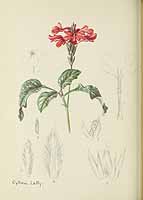 no HD illustration available (5) 