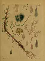  no thumbnail available