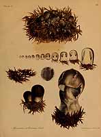  no thumbnail available