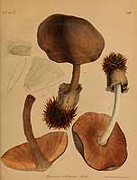  no thumbnail available