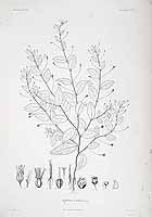  no thumbnail available