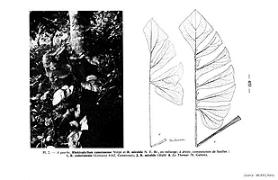  no thumbnail available