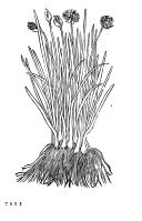 no HD illustration available (5) 