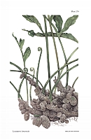  no thumbnail available