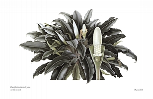 no HD illustration available (5) 