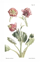  no thumbnail available