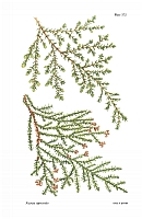  no thumbnail available