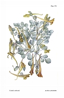 no HD illustration available (5) 