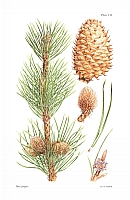  no thumbnail available