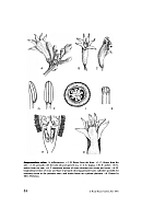 no HD illustration available (5) 