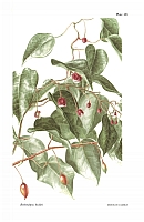  no thumbnail available