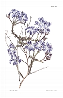  no thumbnail available