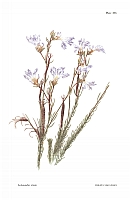 no HD illustration available (5) 