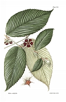 no HD illustration available (5) 