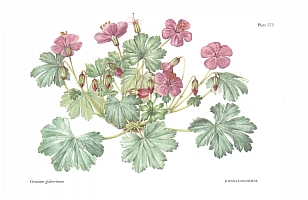 no HD illustration available (5) 