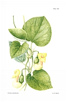 no HD illustration available (5) 