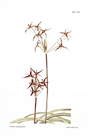 no HD illustration available (5) 