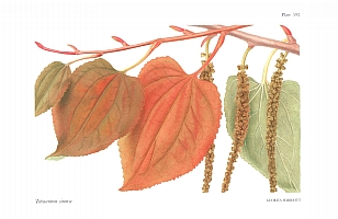 no HD illustration available (5) 