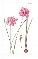  no thumbnail available