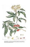 no HD illustration available (5) 