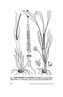 no HD illustration available (5) 