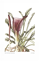 no HD illustration available (5) 