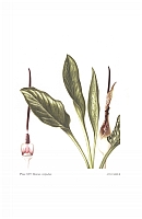  no thumbnail available