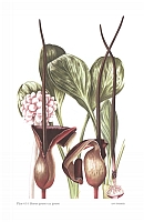 no HD illustration available (5) 