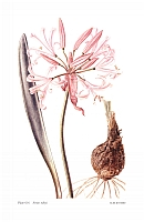  no thumbnail available