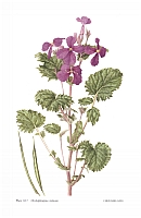  no thumbnail available