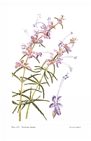 no HD illustration available (5) 