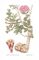  no thumbnail available