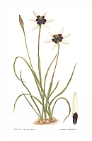  no thumbnail available