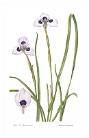  no thumbnail available