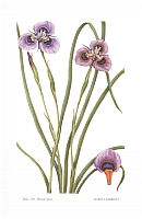  no thumbnail available