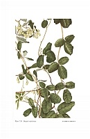  no thumbnail available