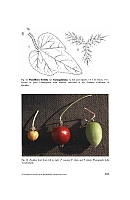  no thumbnail available