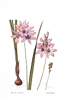 no HD illustration available (5) 