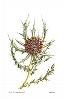  no thumbnail available