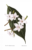  no thumbnail available