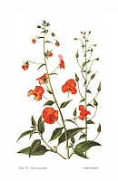  no thumbnail available