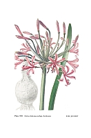 no HD illustration available (5) 