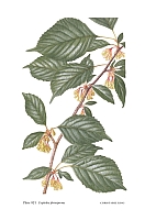  no thumbnail available