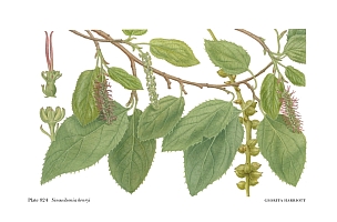 no HD illustration available (5) 