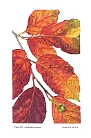 no HD illustration available (5) 