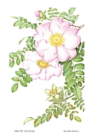  no thumbnail available