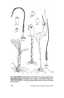 no HD illustration available (5) 