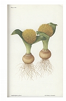  no thumbnail available